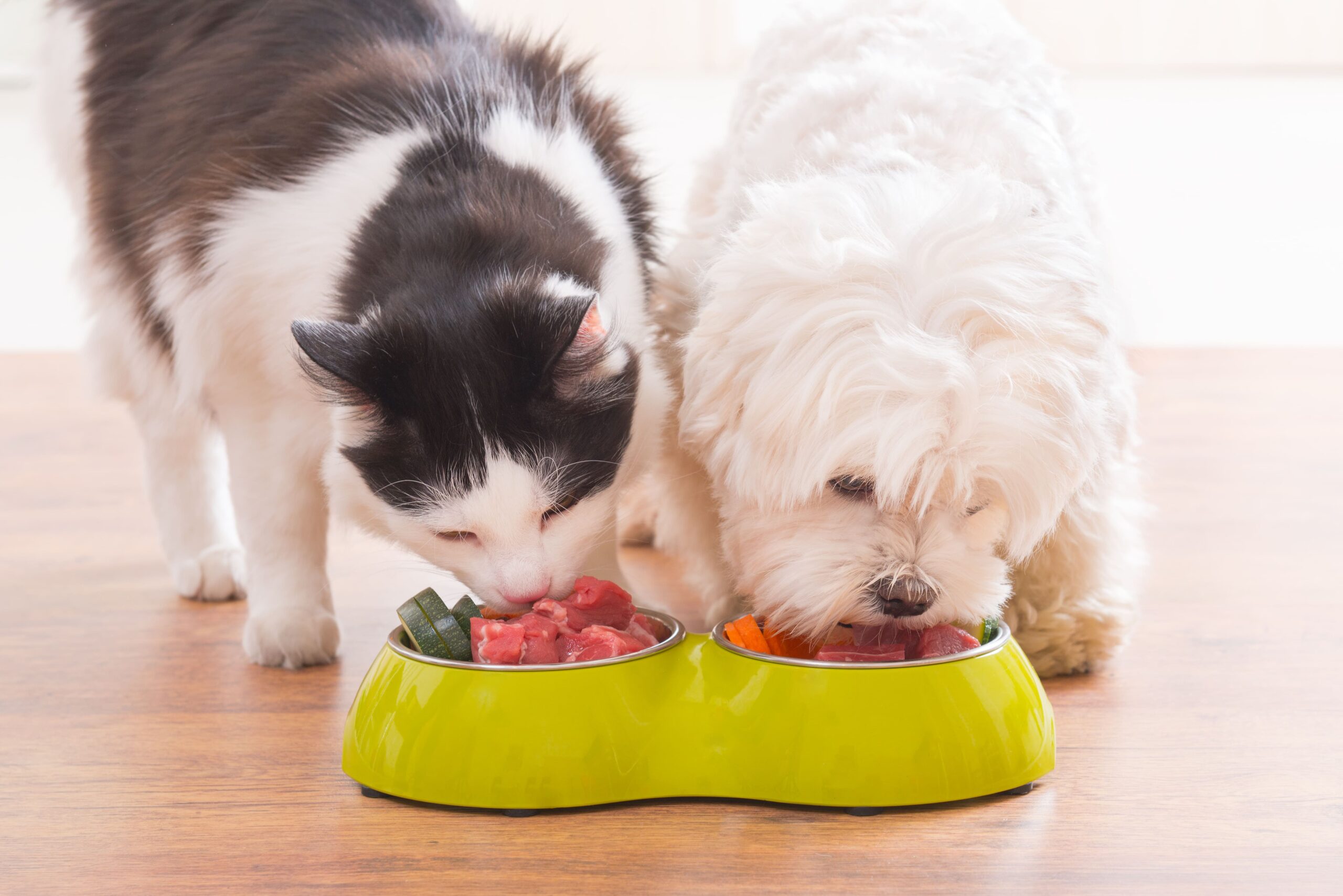 Darmgesundheit bei Hund und Katze fördern - Mikrobiom stärken