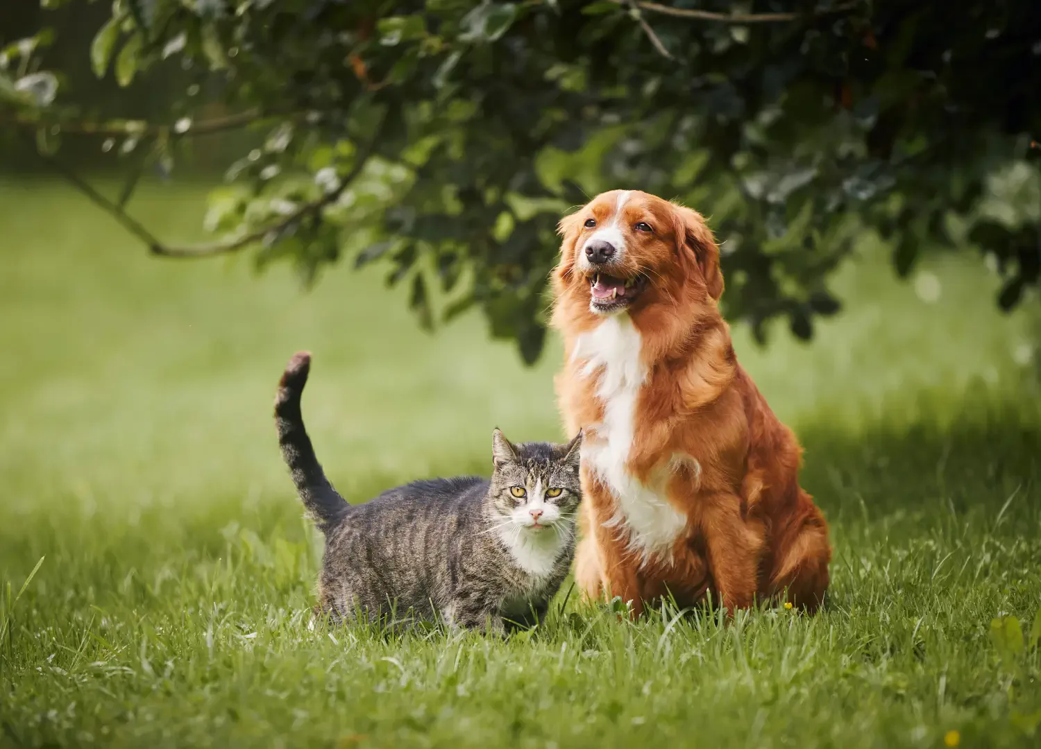Hund und Katze sitzen gemeinsam auf einer grünen Wiese unter einem Baum, passend zum Thema Herbstgrasmilben