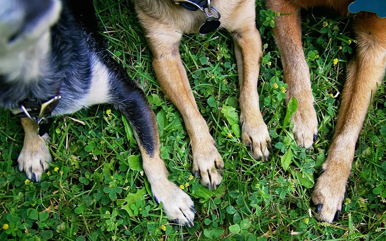 Paws of two dogs in the grass after an autumn walk