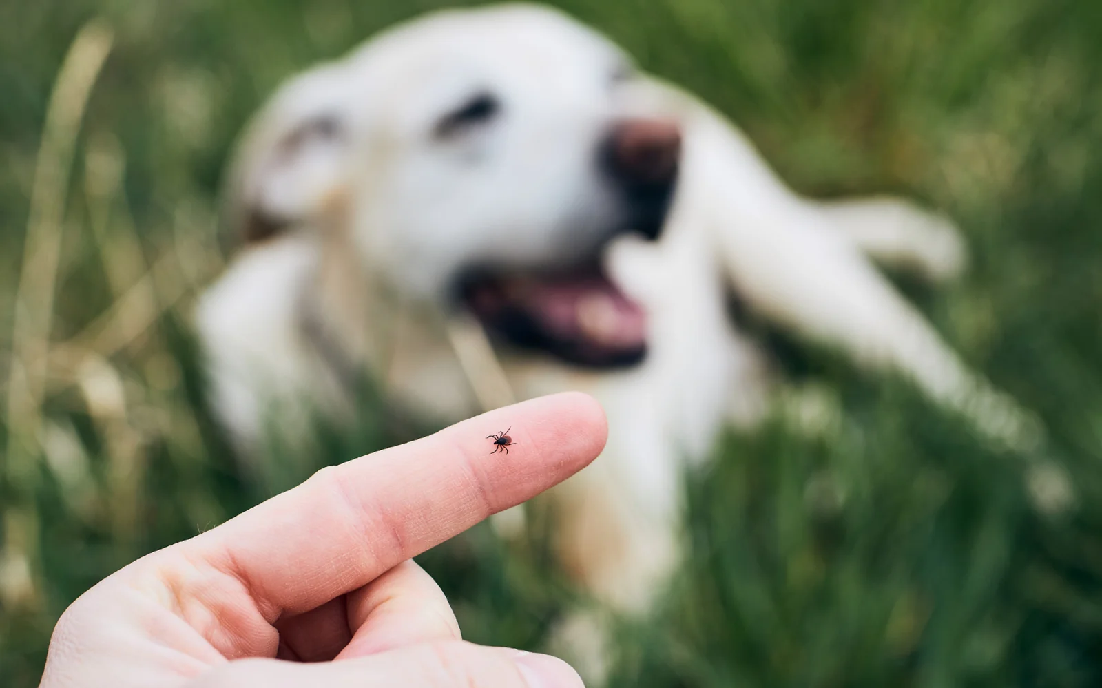 Kleine Zecke auf einer Fingerspitze, im Hintergrund liegt ein heller Hund im Gras