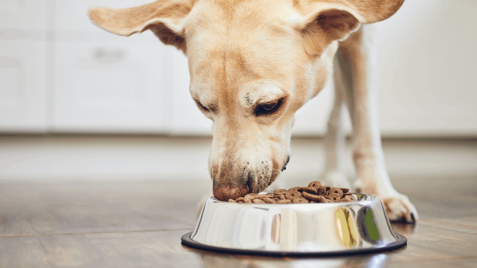 Hund frisst Hundefutter