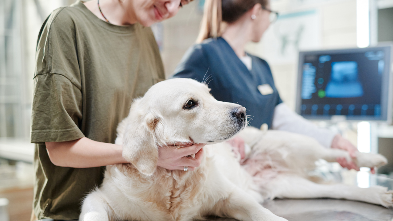 Krebs bei Hund und Katze: Warnsignale früh erkennen