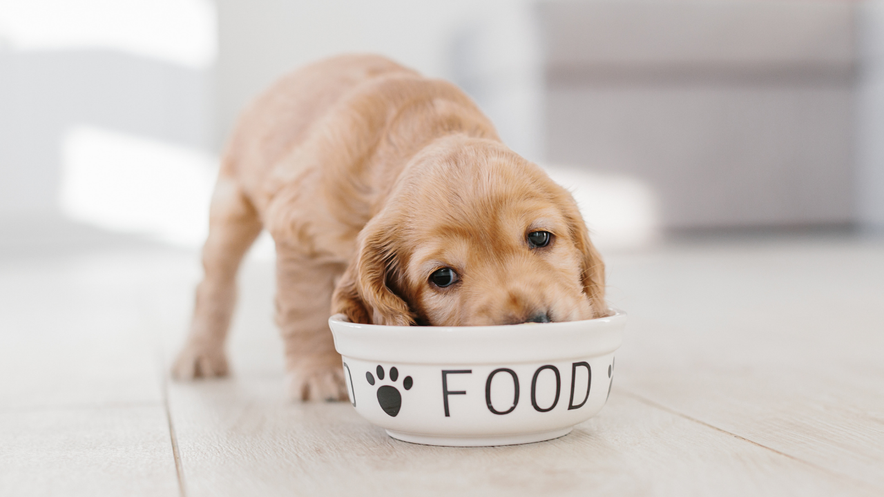 Welche Nüsse dürfen Hunde essen