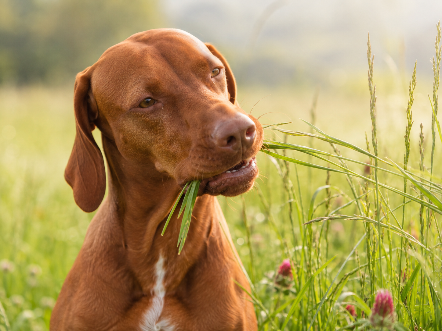 Hund frisst Gras: ein rotbrauner Vizsla knabbert auf einer Sommerwiese an Grashalmen