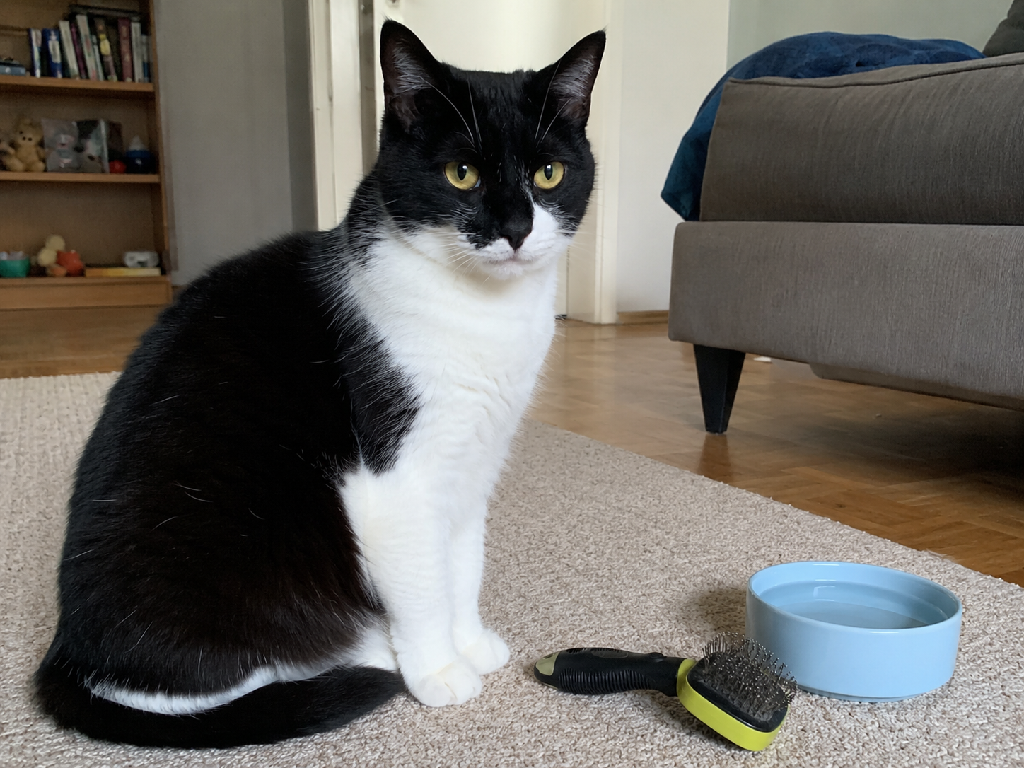 Katze erbricht häufig Haarballen oder Magenproblem: eine schwarz-weiße Kurzhaarkatze sitzt neben einer Bürste und einem Wassernapf im Wohnzimmer