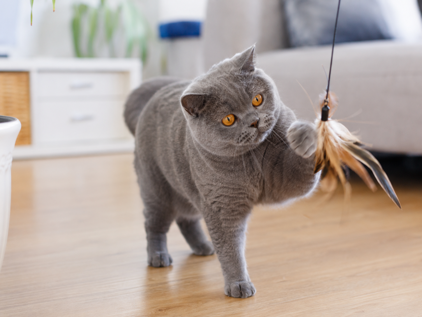 Übergewicht bei Wohnungskatzen reduzieren: eine rundliche graue Britisch-Kurzhaar-Katze spielt in der Wohnung mit einer Federangel