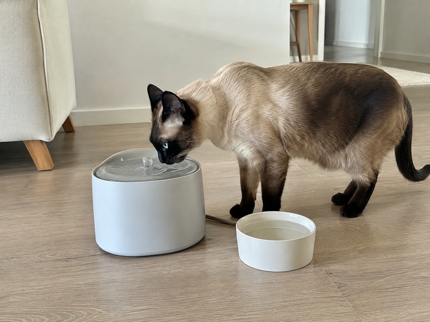 Harnsteine bei Katzen und Fütterung: eine cremefarbene Siamkatze trinkt aus einem Trinkbrunnen neben einem sauberen Wassernapf