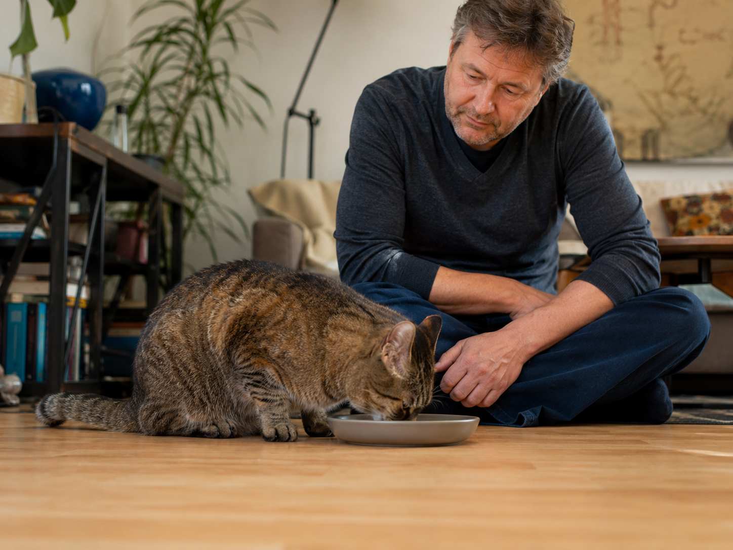 Senior Katze Muskeln erhalten: eine ältere getigerte Katze frisst kleine Portionen, ein Mann sitzt beruhigend daneben