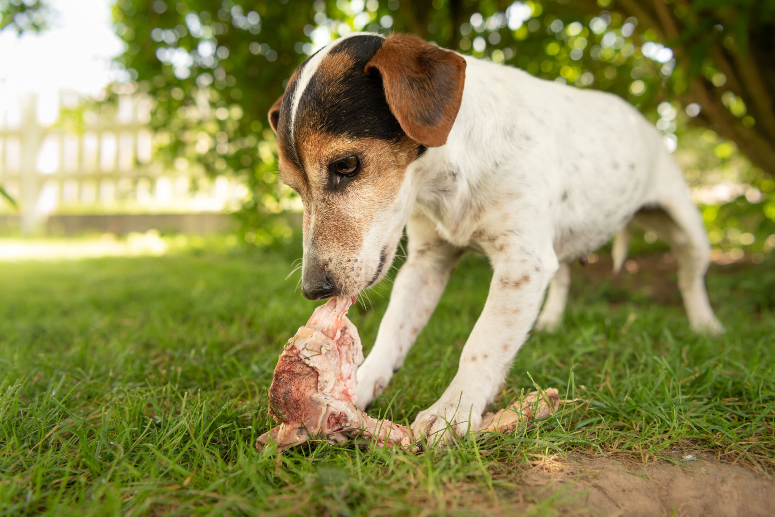 Fütterung eines Hundes der auf einem Knochen kaut.