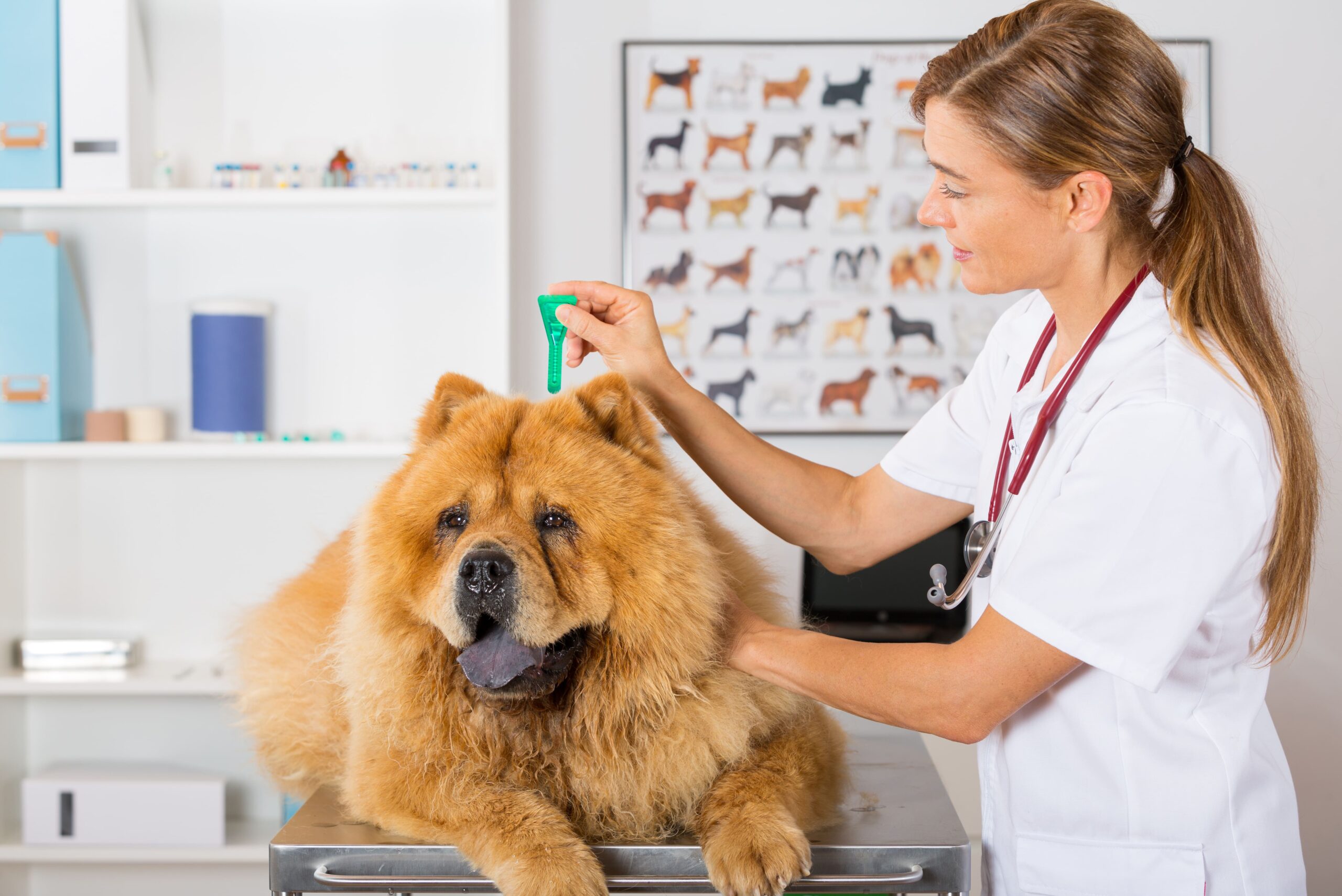 Parasitenschutz für Hund & Katze gegen Zecken wird aufgetragen