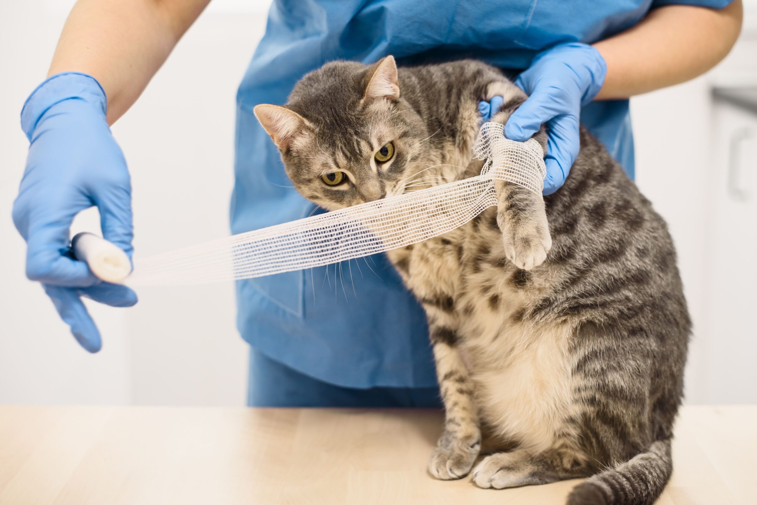 Fotografie einer Katze, deren Vorderbein von einer Person mit Handschuhen verbunden wird