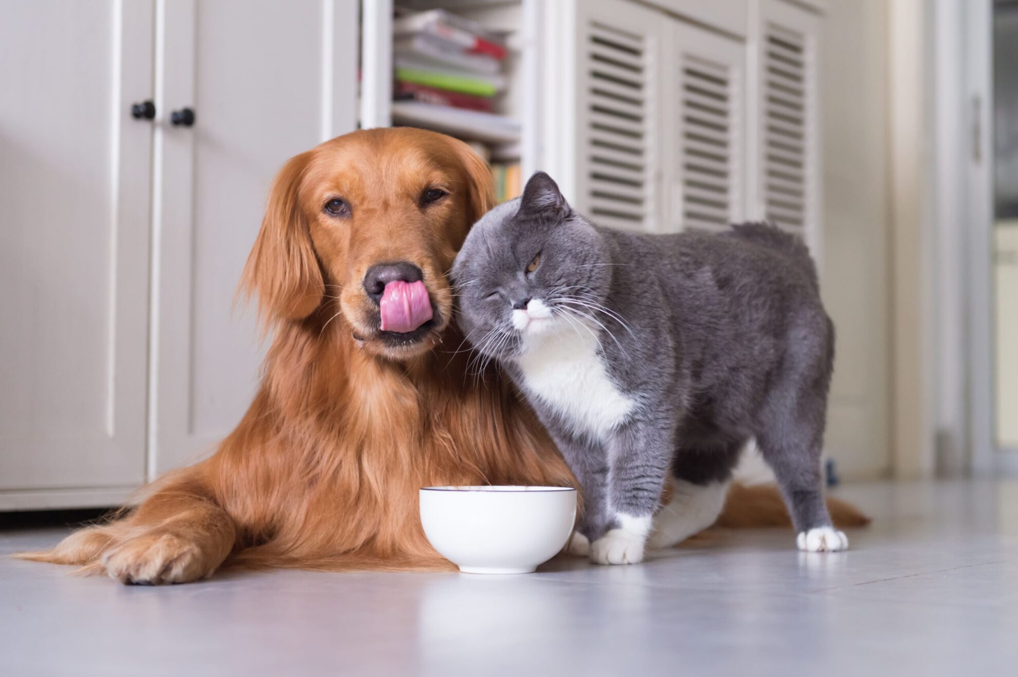 richtige Tiernahrung: ausgewogene Mahlzeit für Hund und Katze