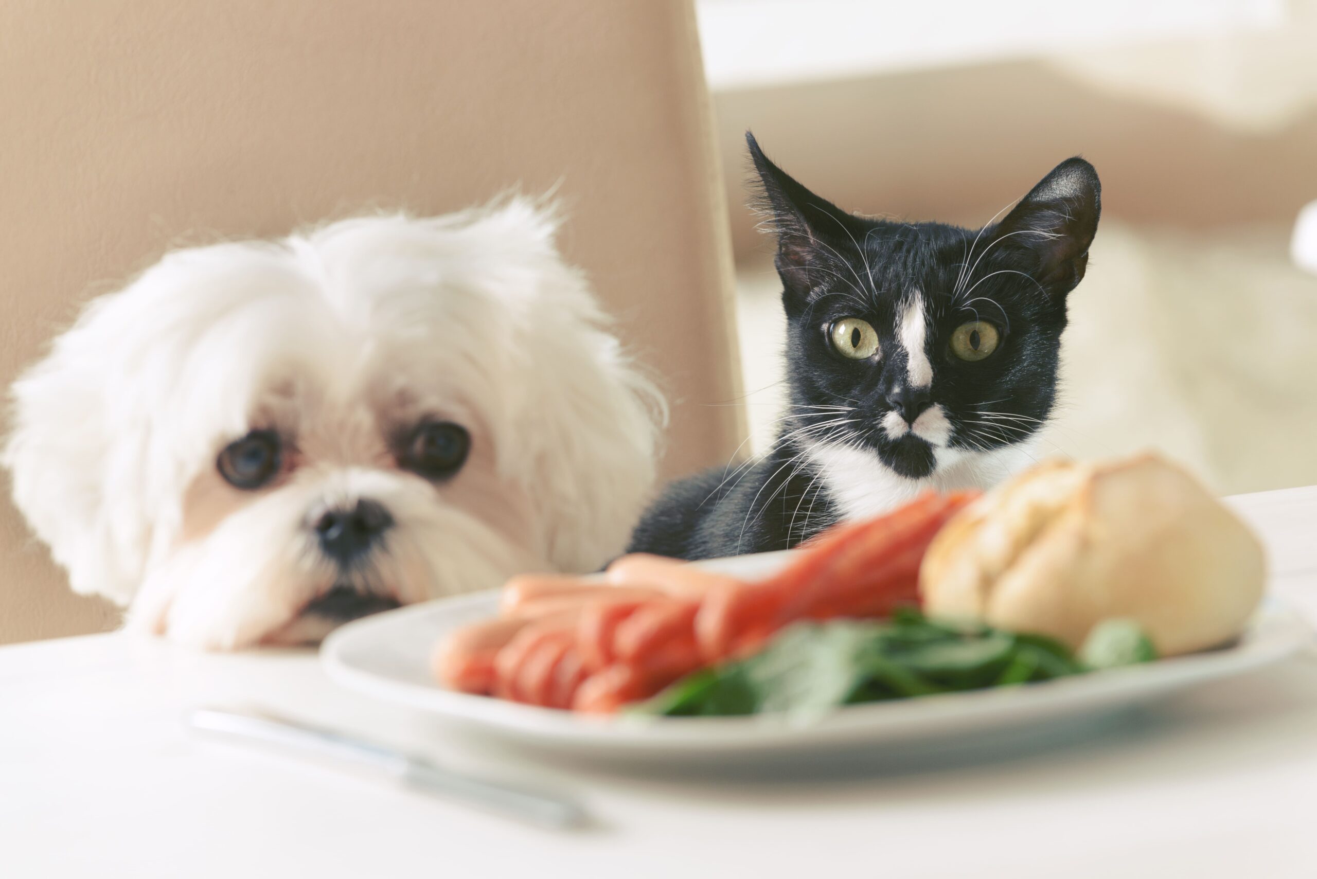 Fotografie von Hund und Katze hinter einem Teller mit Gemüse
