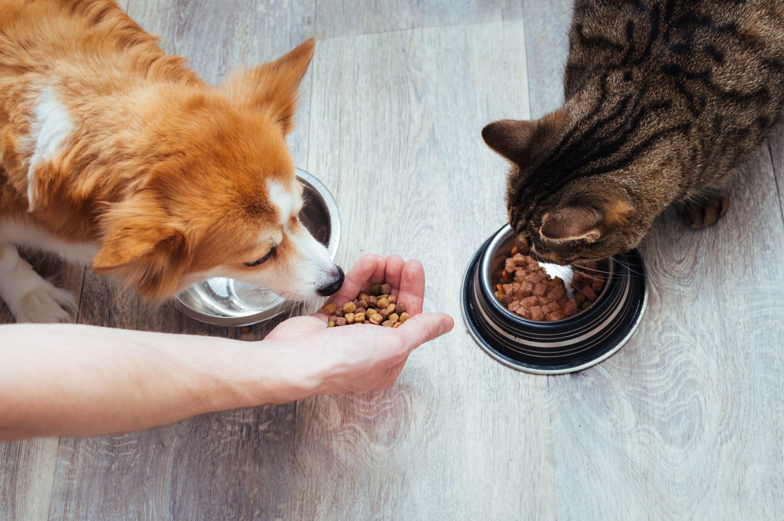 Fressverhalten bei Hund und Katze: Hund frisst schnell, Katze frisst in kleinen Portionen
