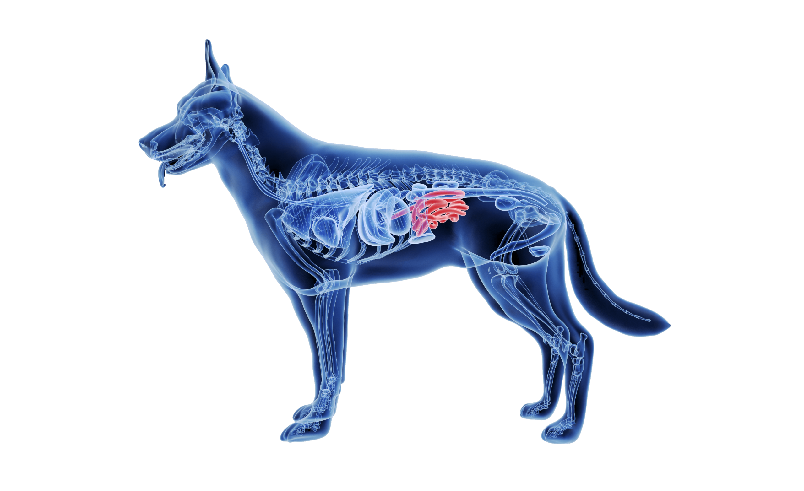 Digitale anatomische Illustration eines Hundes mit hervorgehobenem Verdauungstrakt