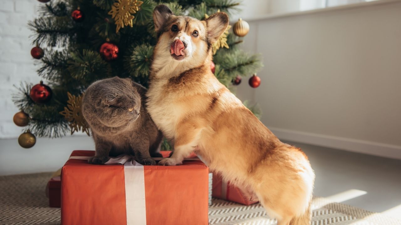 Fotografie von Hund und Katze auf Geschenkpaketen vor einem geschmückten Weihnachtsbaum