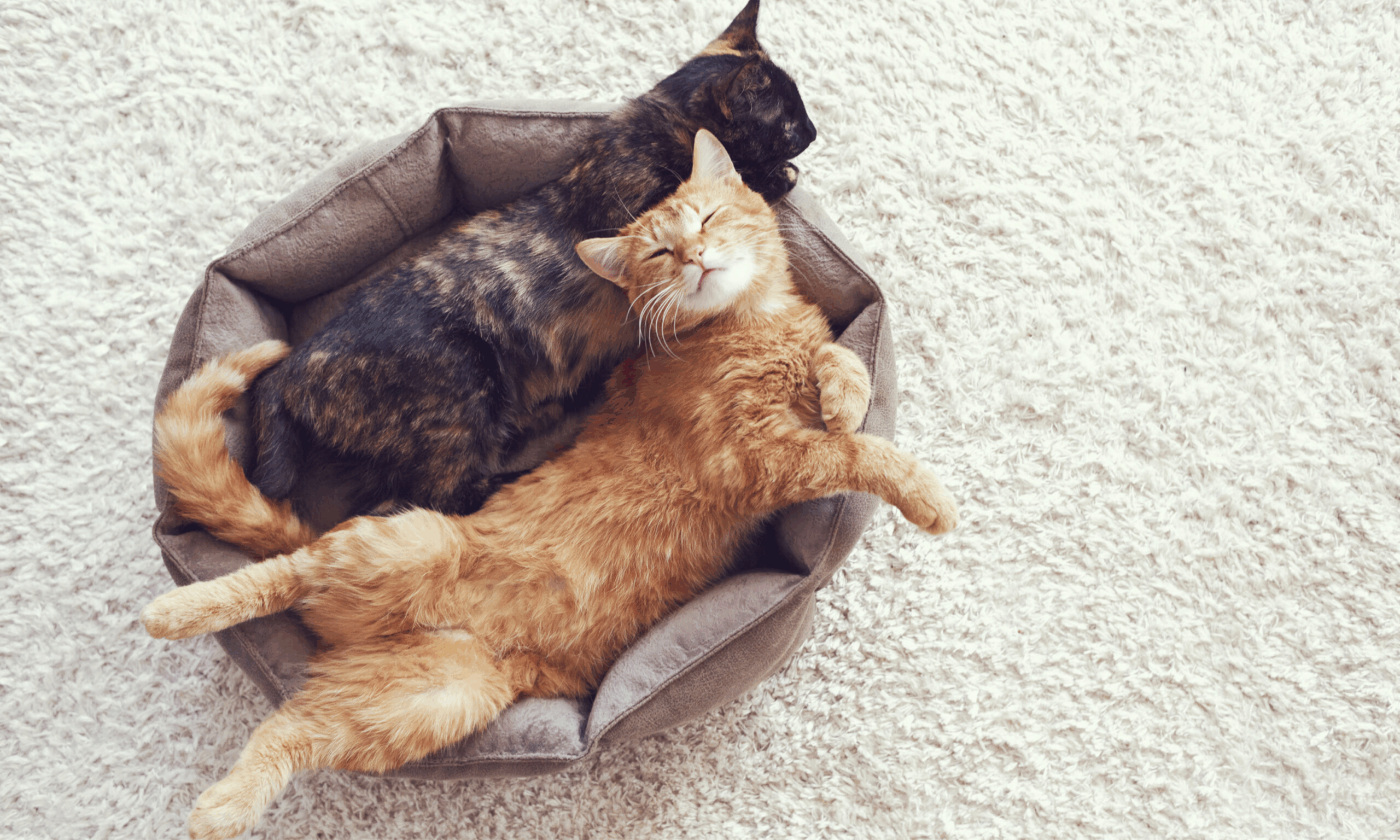 Katzenhaltung: Katze eingewöhnen: ruhiger Start im neuen Zuhause