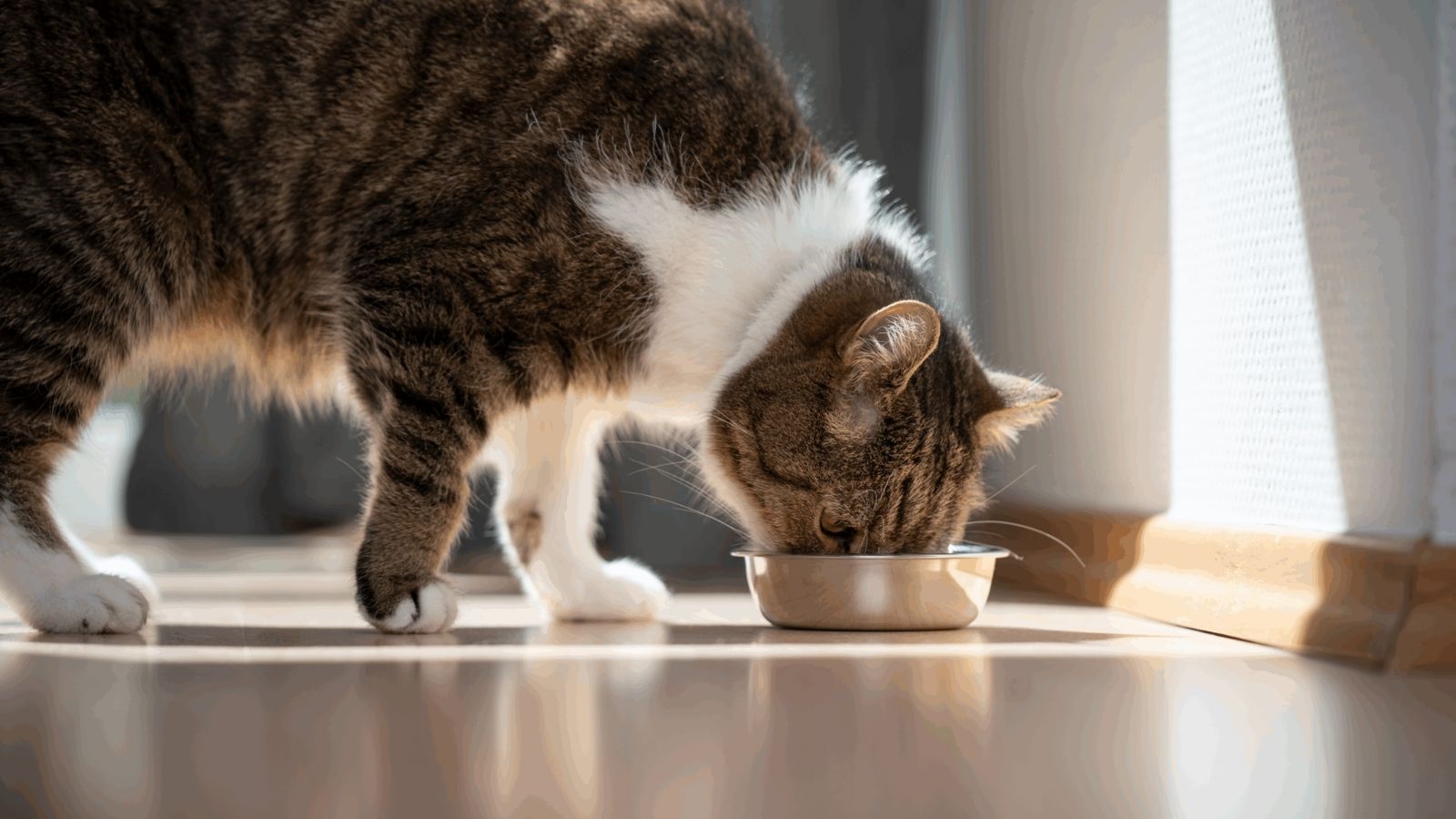 Katzen Ernährung: hochwertiges Nassfutter mit hohem Fleischanteil