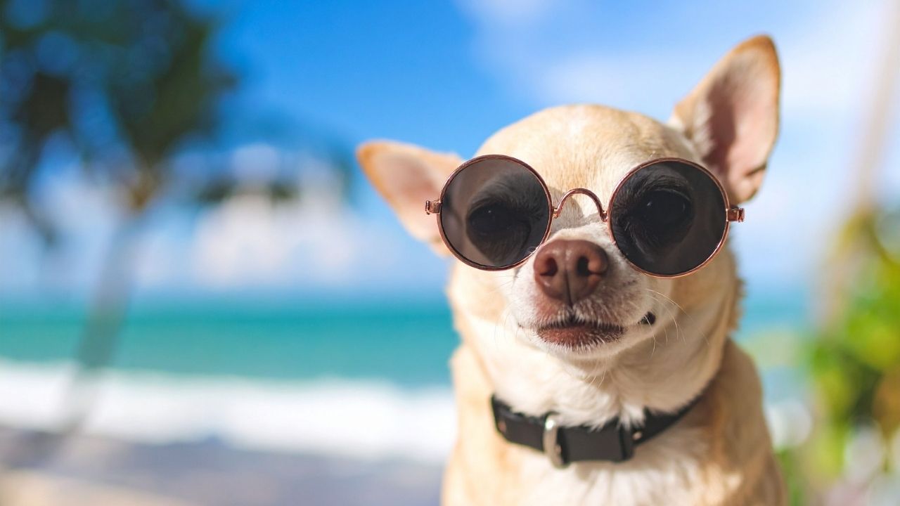 Urlaub mit Hund: Reiseapotheke und Checkliste für unterwegs