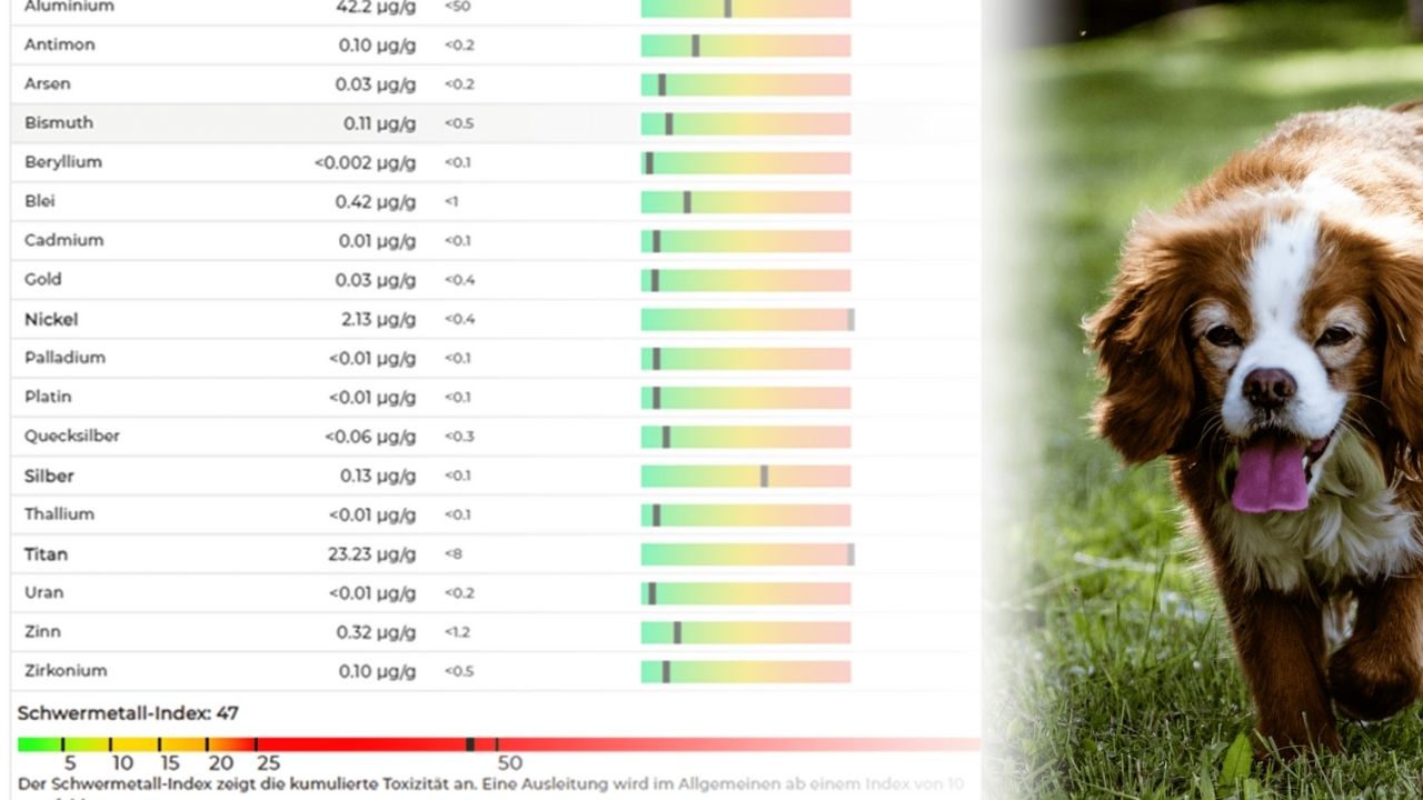 Grafik mit einer Tabelle zu Analysewerten und der Fotografie eines Hundes auf einer Wiese