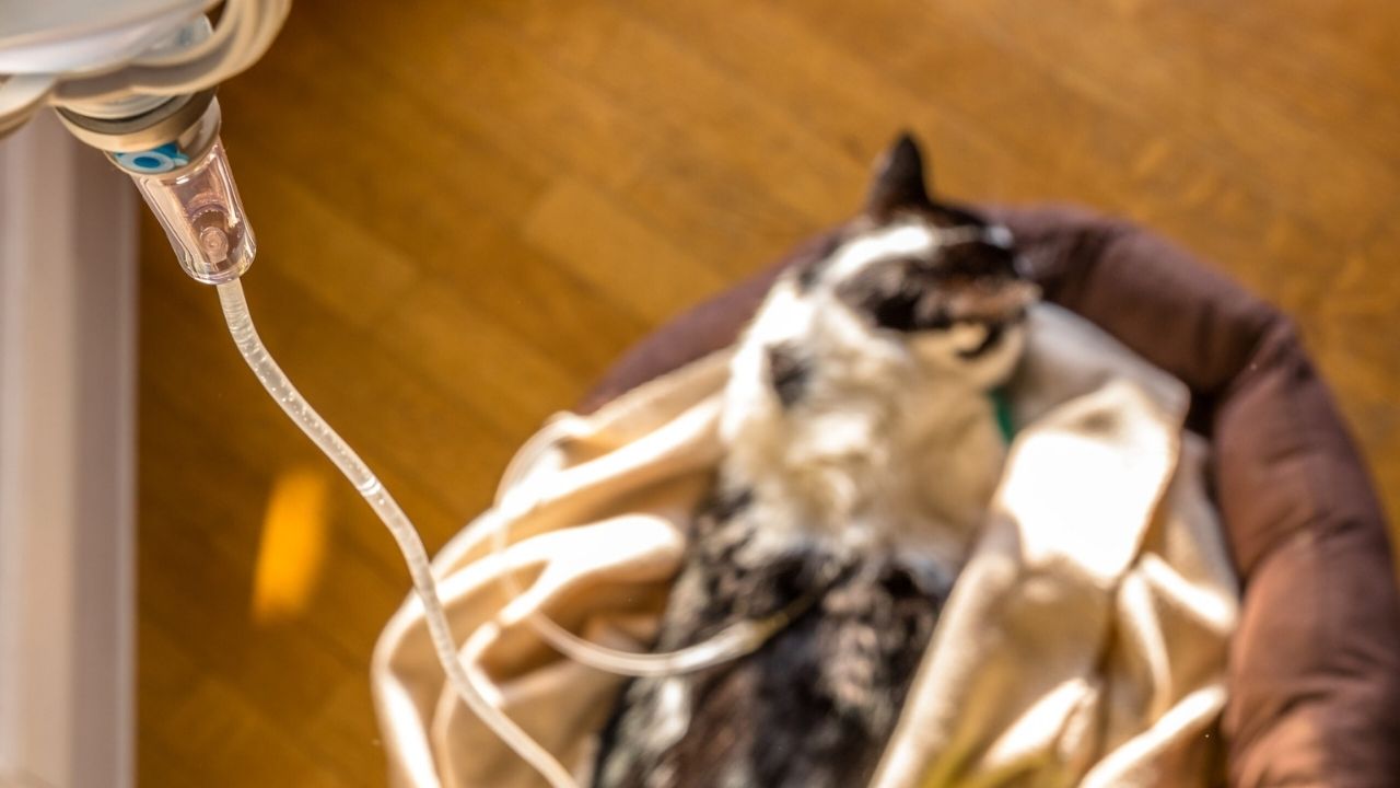 Fotografie einer Katze in einem Körbchen, die über einen Schlauch Flüssigkeit erhält