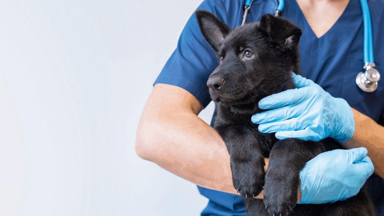 Prävention Tiergesundheit: Haaranalyse als moderne Vorsorge