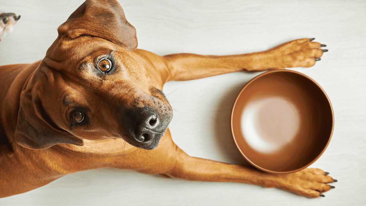 Selbstgekochtes Hundefutter richtig zusammenstellen: Zutaten-Bausteine im Überblick