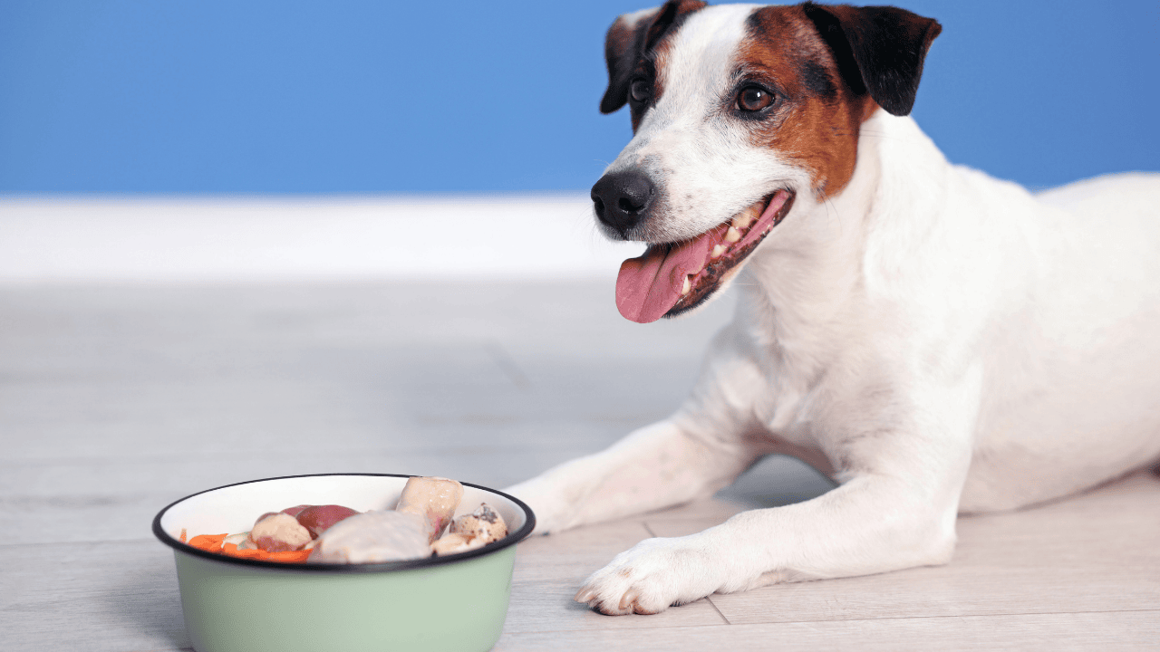 Sichere Zutaten für frisch gekochtes Hundefutter: Hund vor Napf