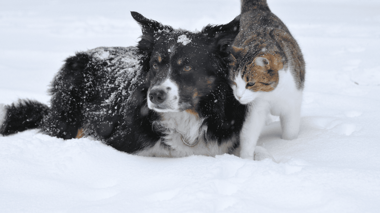Wintertipps für Hund und Katze: Hund und Katze im Schnee