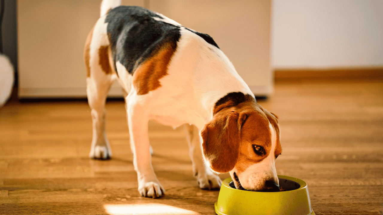 Frisch gekochtes Hundefutter richtig einführen: Mischfütterung mit kleinen Anteilen zu Beginn
