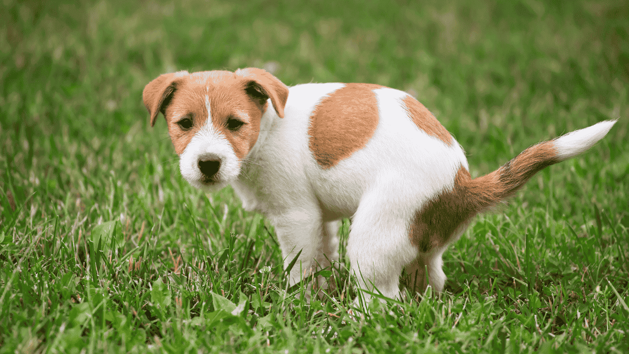 Wann zum Tierarzt bei Durchfall beim Hund: Blut im Kot und starke Mattigkeit als Warnzeichen