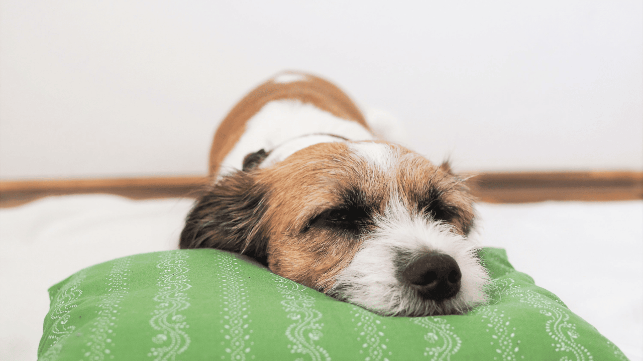 Ernährung bei Hundedurchfall mit empfindlichem Magen: Schonkost aus Reis und Hühnchen in kleinen Portionen