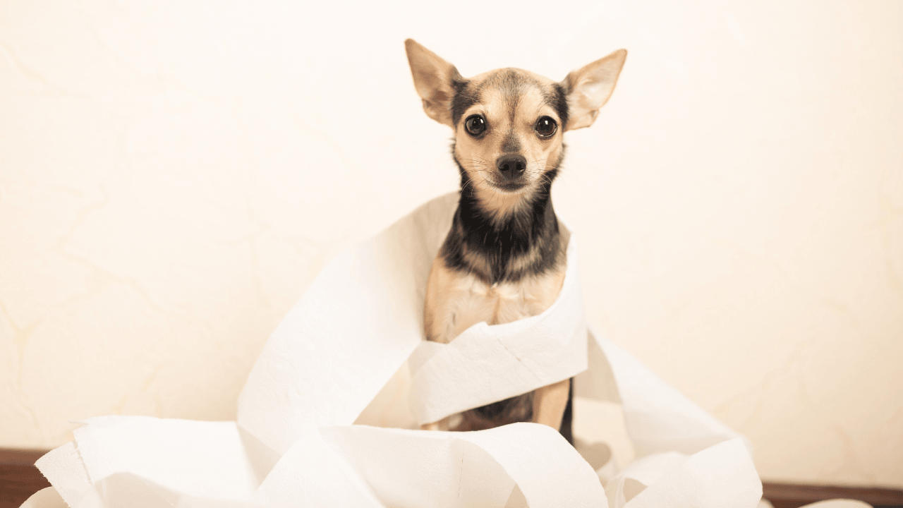 Durchfall beim Hund Ursachen: Futterwechsel, Stress und Infektionen als Auslöser