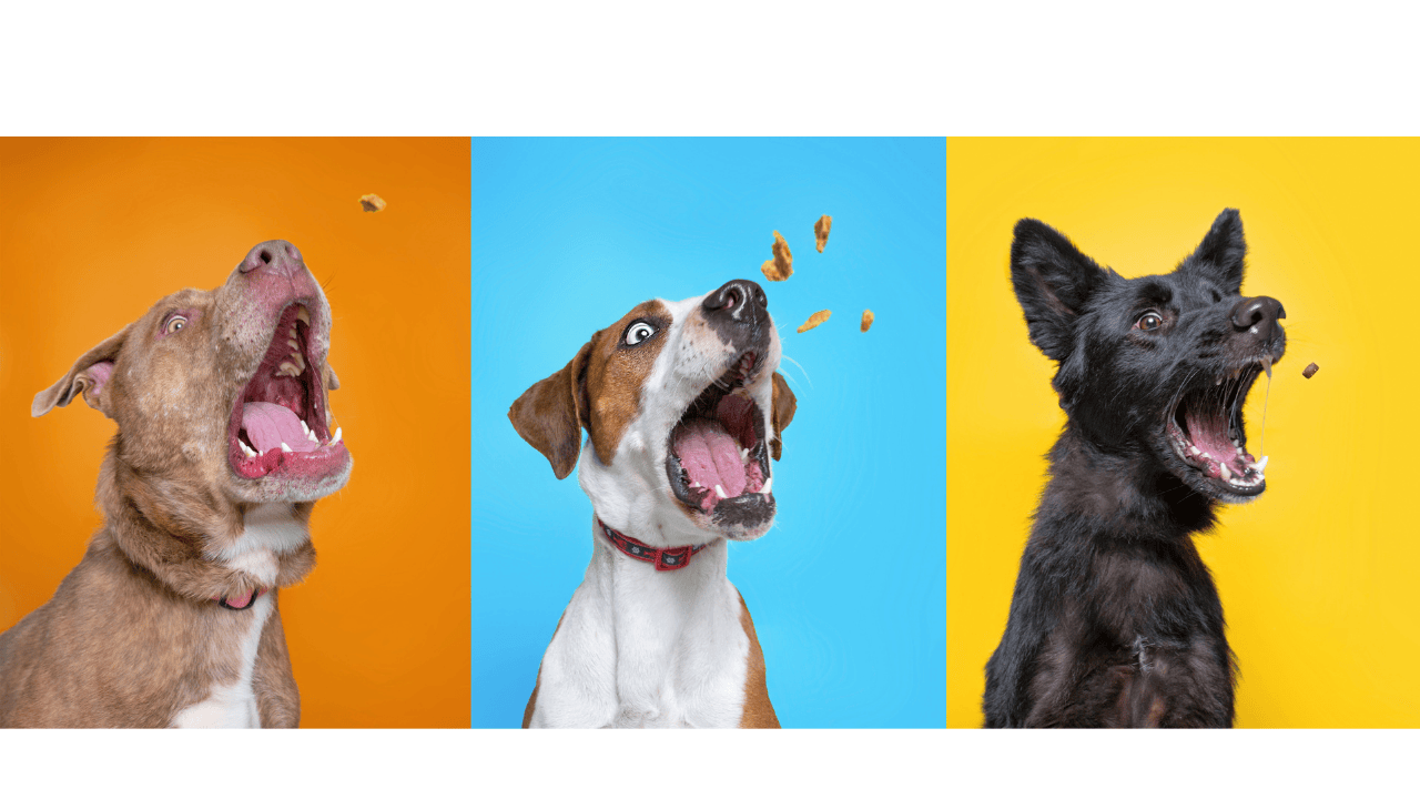 Käse als Snack für Hunde: kleine Portion als Trainingsbelohnung