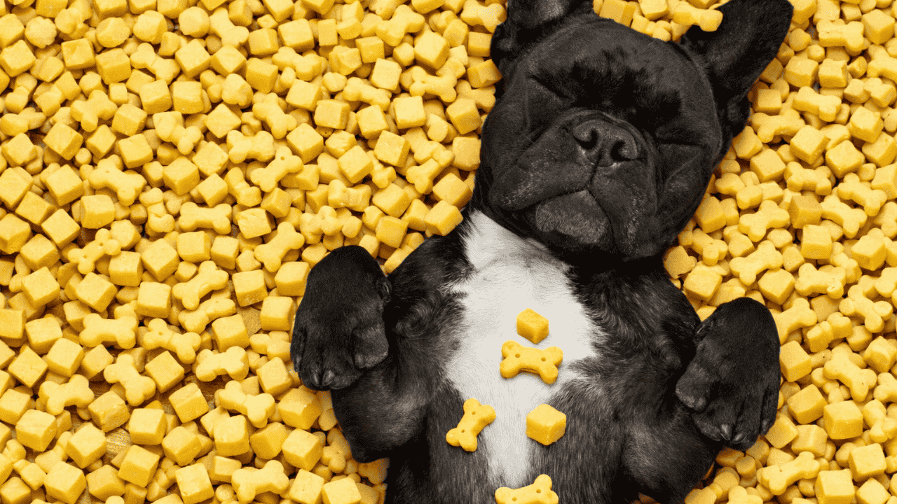 Käse für Hunde: kleine Portion als Trainingssnack