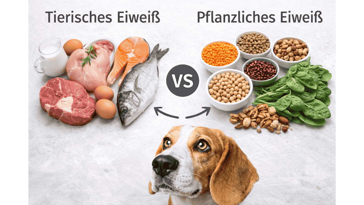 tierisches vs pflanzliches Eiweiß Hund: Fleisch und Hülsenfrüchte im Vergleich (Symbolbild)