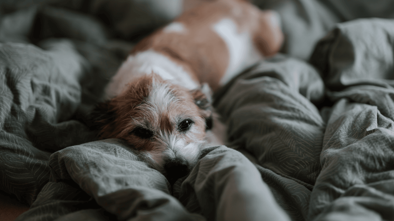 unbehandelte Blasenentzündung beim Hund: Folgen und Risiken