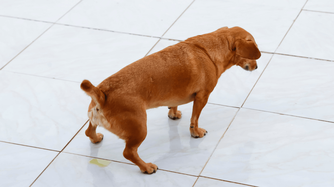 Blasenentzündung Hund Symptome: häufiges Wasserlassen in kleinen Mengen