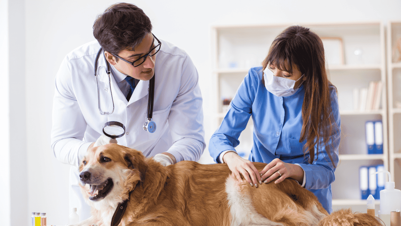 Fotografie von zwei medizinischen Fachpersonen, die einen Hund auf einem Untersuchungstisch untersuchen