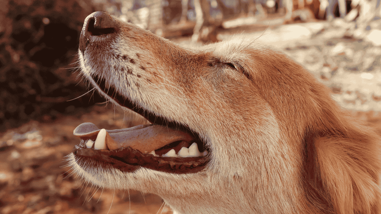 Blasensteine Hund Ursachen: Risikofaktoren und Prävention im Überblick