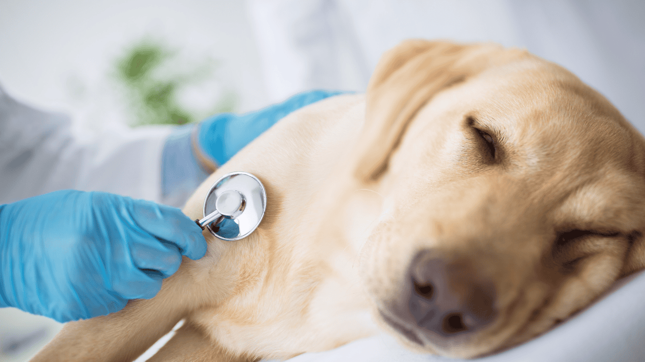 Blasensteine Hund Diagnose: Ultraschall der Harnblase