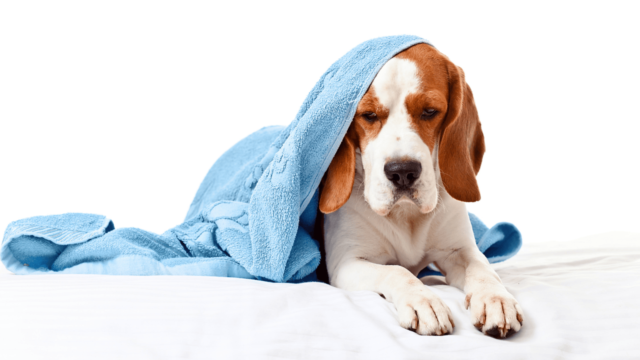 Fotografie eines Hundes, der auf einer weißen Decke liegt und in ein blaues Handtuch gehüllt ist
