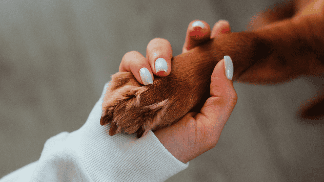 BARF Ernährung Hund: Beispiel für ausgewogene Rohfütterung im Napf