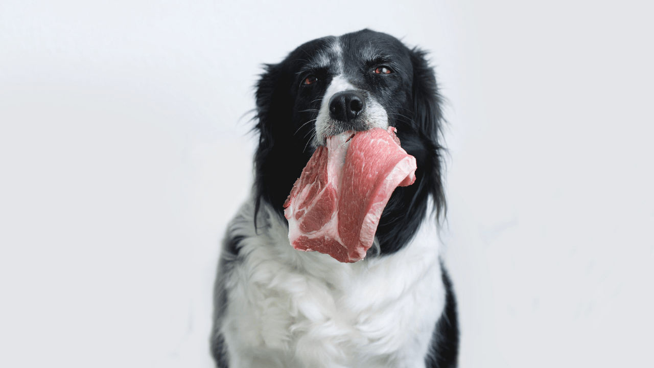 Ernährungsphysiologische Vorteile von BARF für Hunde: ausgewogene Rohfütterung mit frischen Zutaten