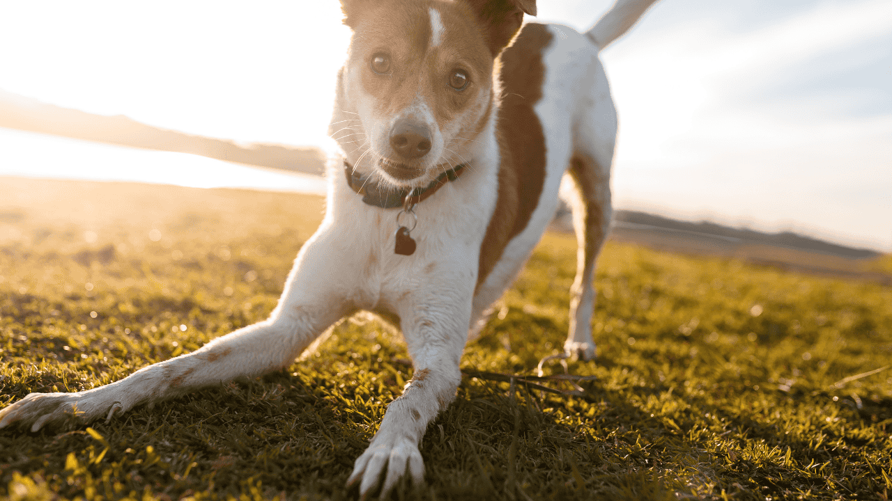 Risiken bei BARF für Hunde: hygienisches Portionieren und kühle Lagerung von Rohfutter