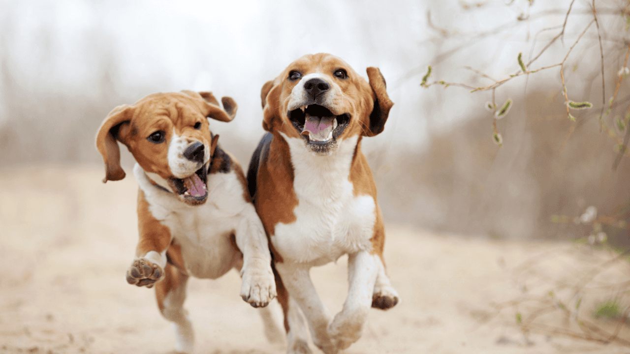 Fotografie von zwei Hunden, die nebeneinander über einen sandigen Weg laufen