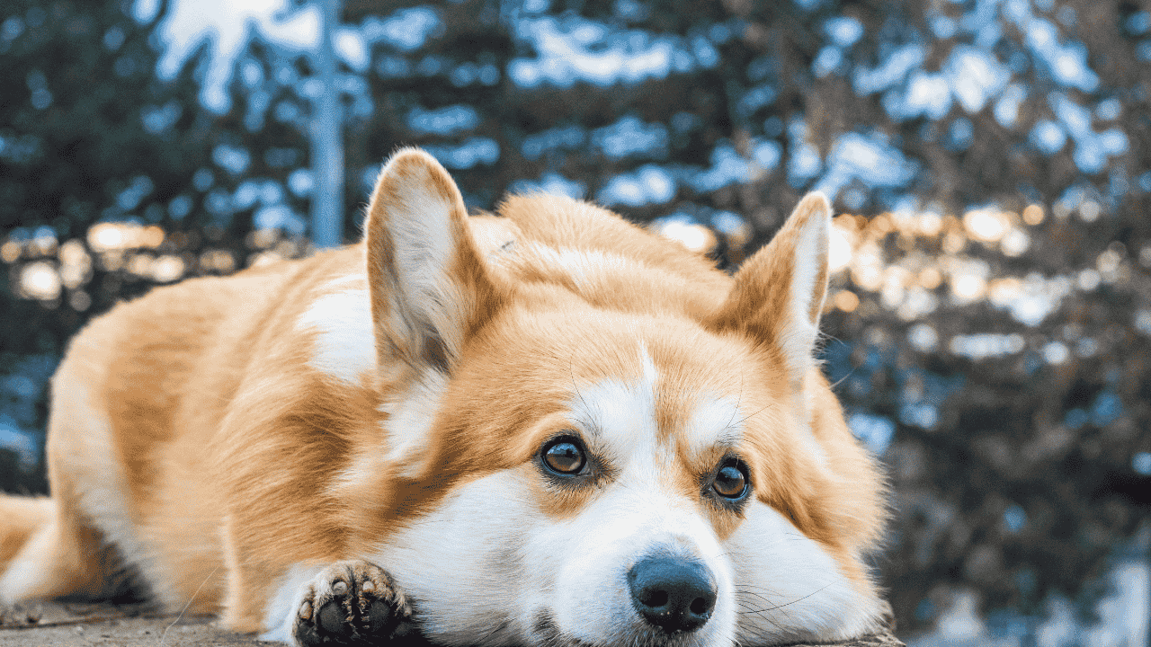 Fotografie eines liegenden Hundes im Freien