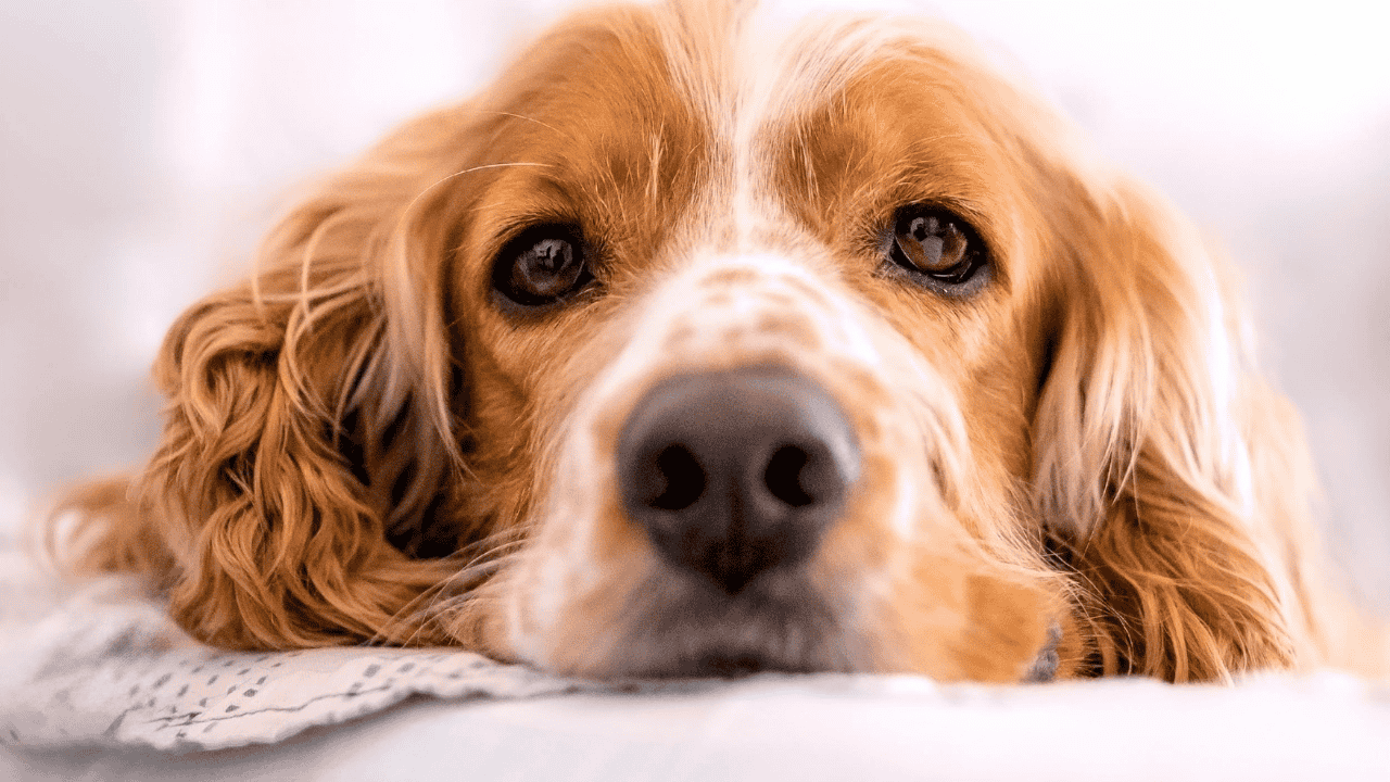 Nahaufnahme eines Hundes, der den Kopf auf einer hellen Unterlage ablegt