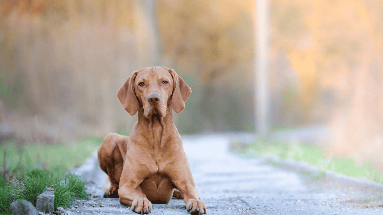 Fotografie eines Hundes, der auf einem Weg in einem Park sitzt