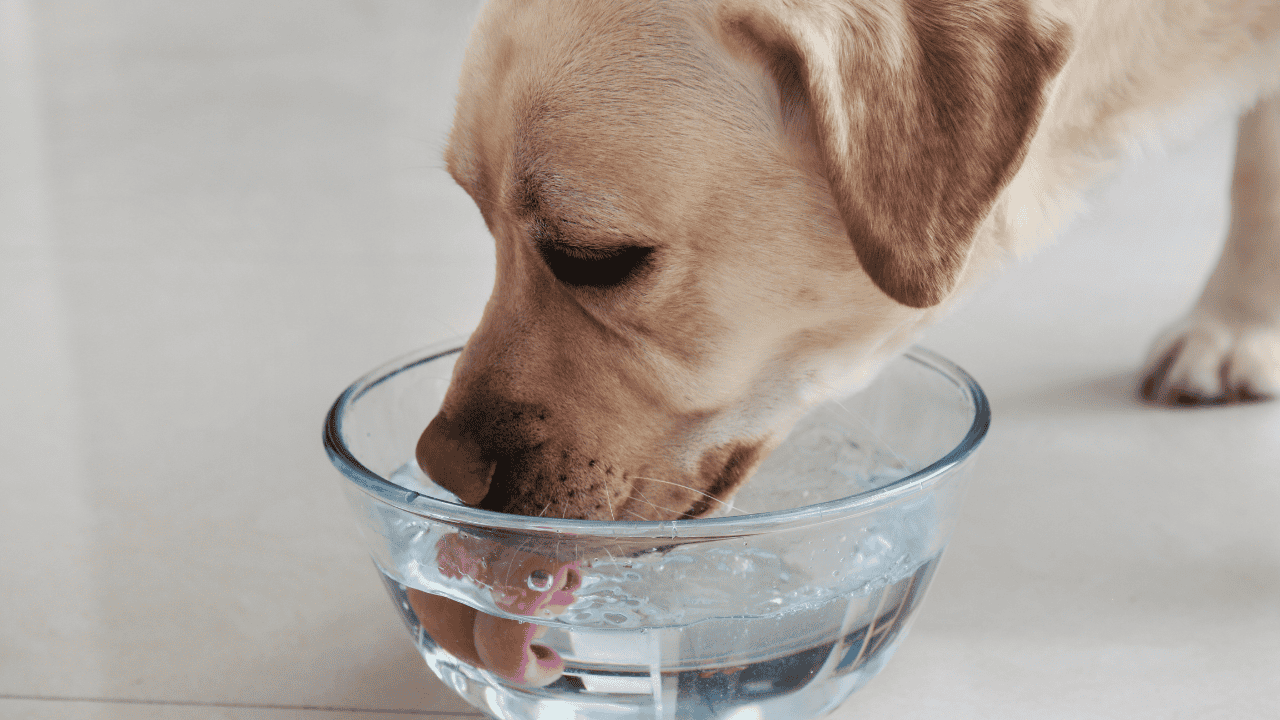 Hund trinkt viel Wasser als Symptom für eine Nierenerkrankung beim Hund